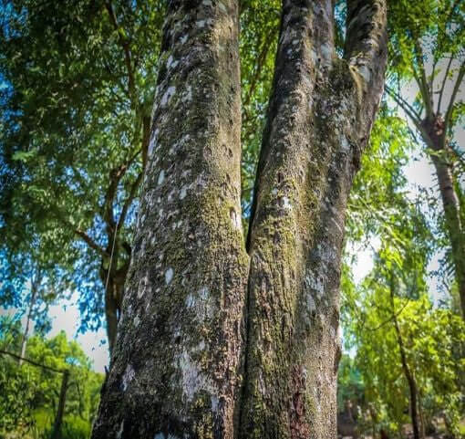 Agarwood Tree