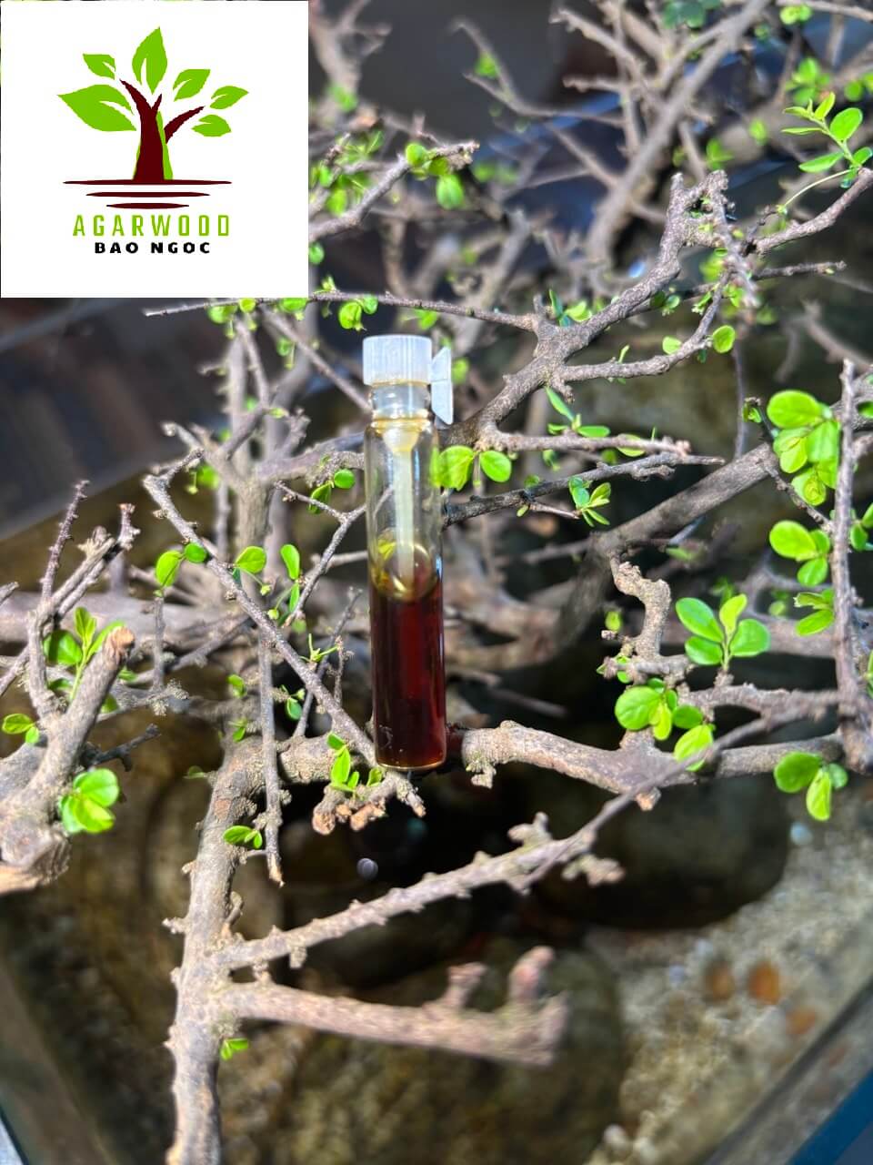 Premium Quality Vietnam Agarwood Essential Oil- Pure Oud Oil - Supercritical Extraction